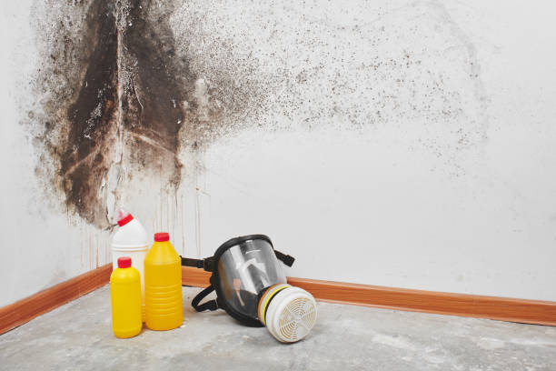 Best Home Mold Removal  in Seadrift, TX