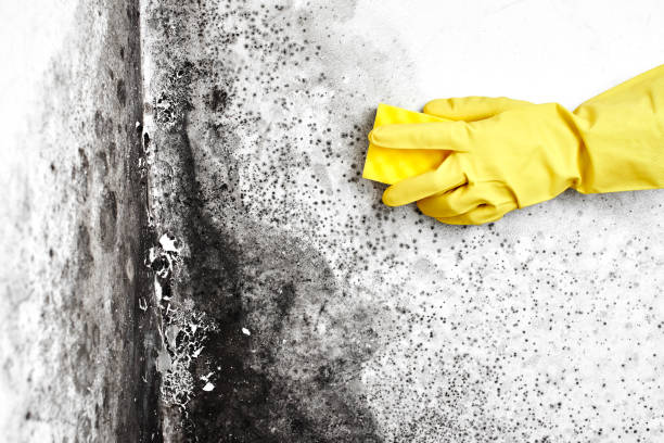 Best Affordable Mold Removal  in Seadrift, TX