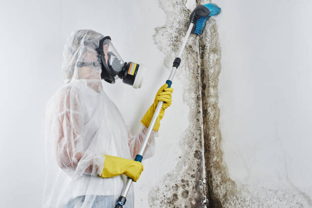 Best Attic Mold Removal  in Seadrift, TX