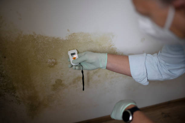 Best Best Mold Removal Companies  in Seadrift, TX