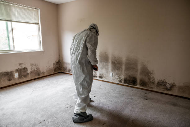 Best Fast Mold Removal  in Seadrift, TX